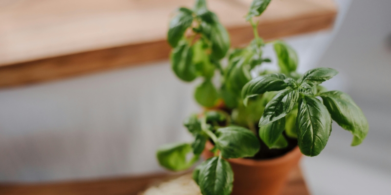 Topf mit frischem Basilikum auf Holz – natürliche Pflanze als Hausmittel gegen Mücken

